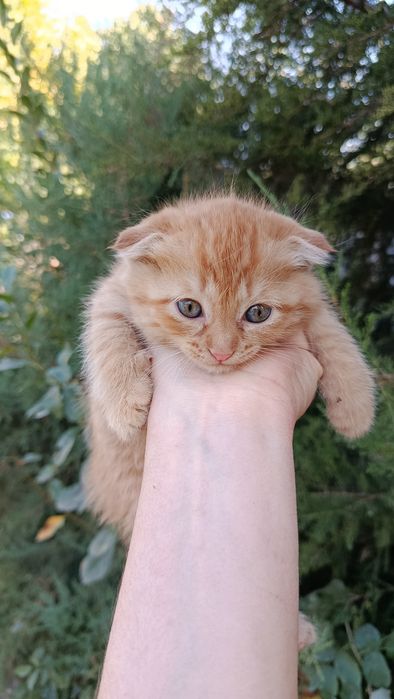 Котенок вислоухий -девочка