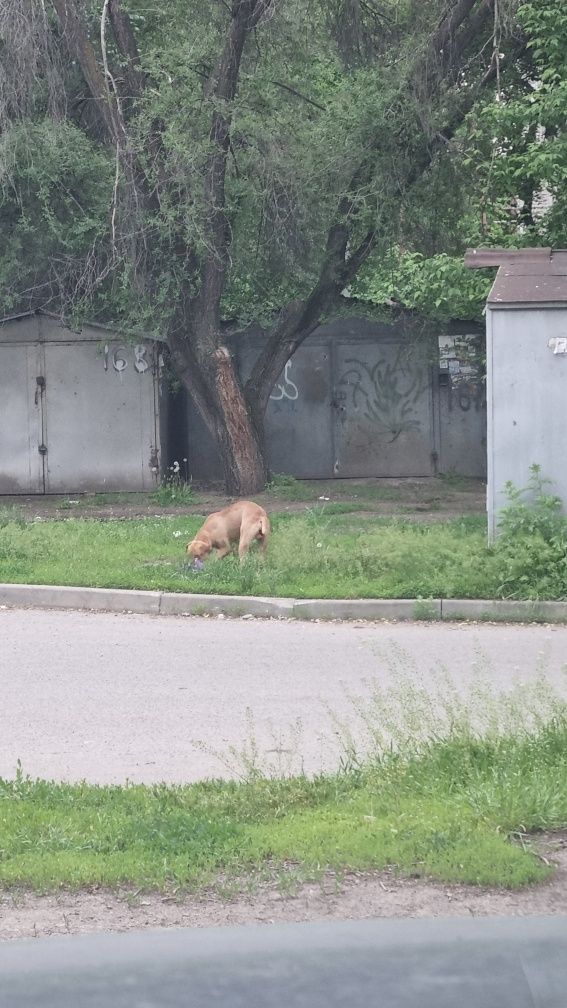 Кто потерял собак