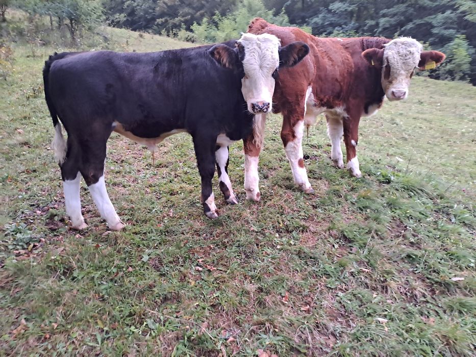 Vând 2 vaci și 4 viței!