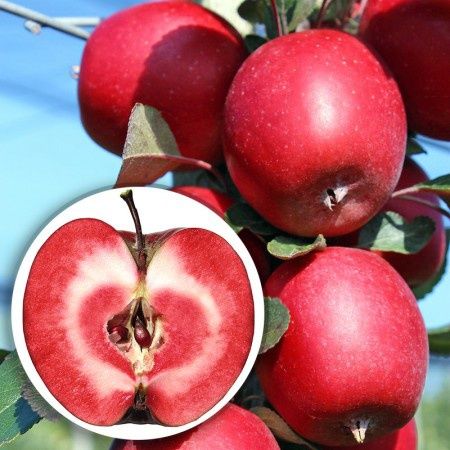 Pomi fructiferi deosebiți [rari ] soiuri de mar