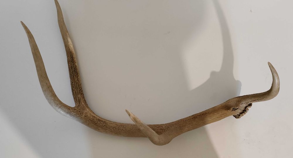 Еленски рога.Чифт.