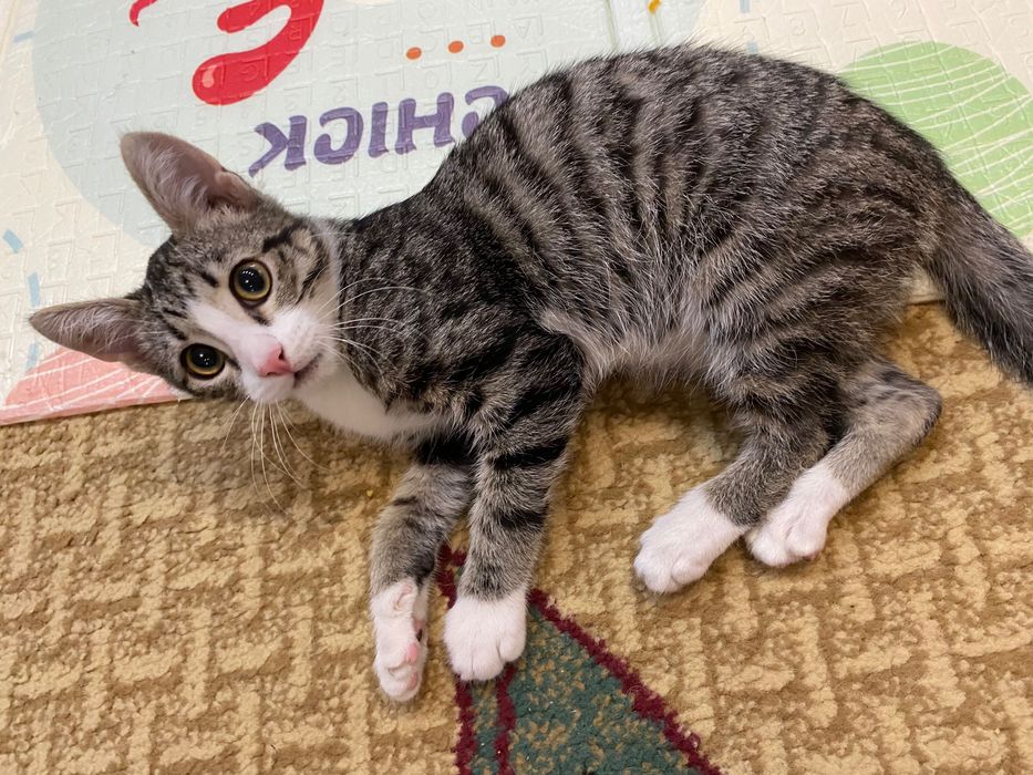 Отдам котенка (бесплатно)