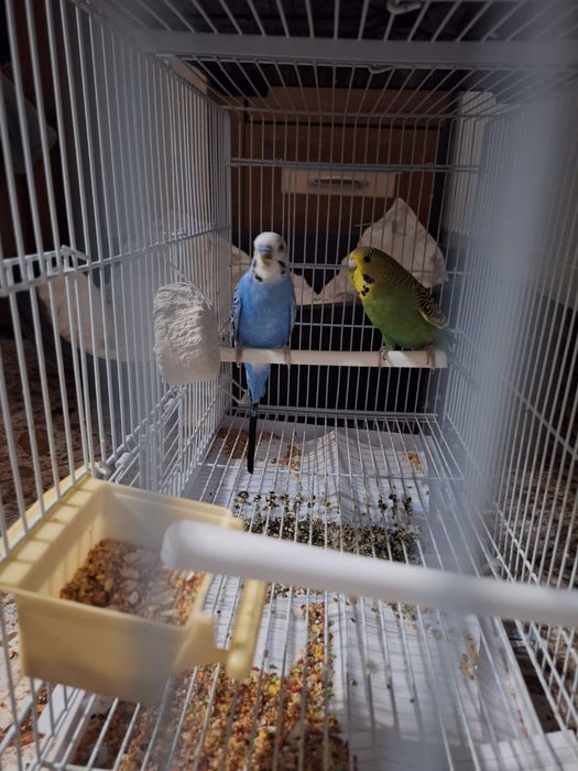 Nimfe și peruși de vânzare