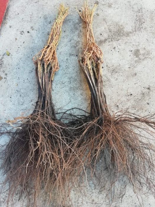 Butasi vita de vie altoiți și hibrid