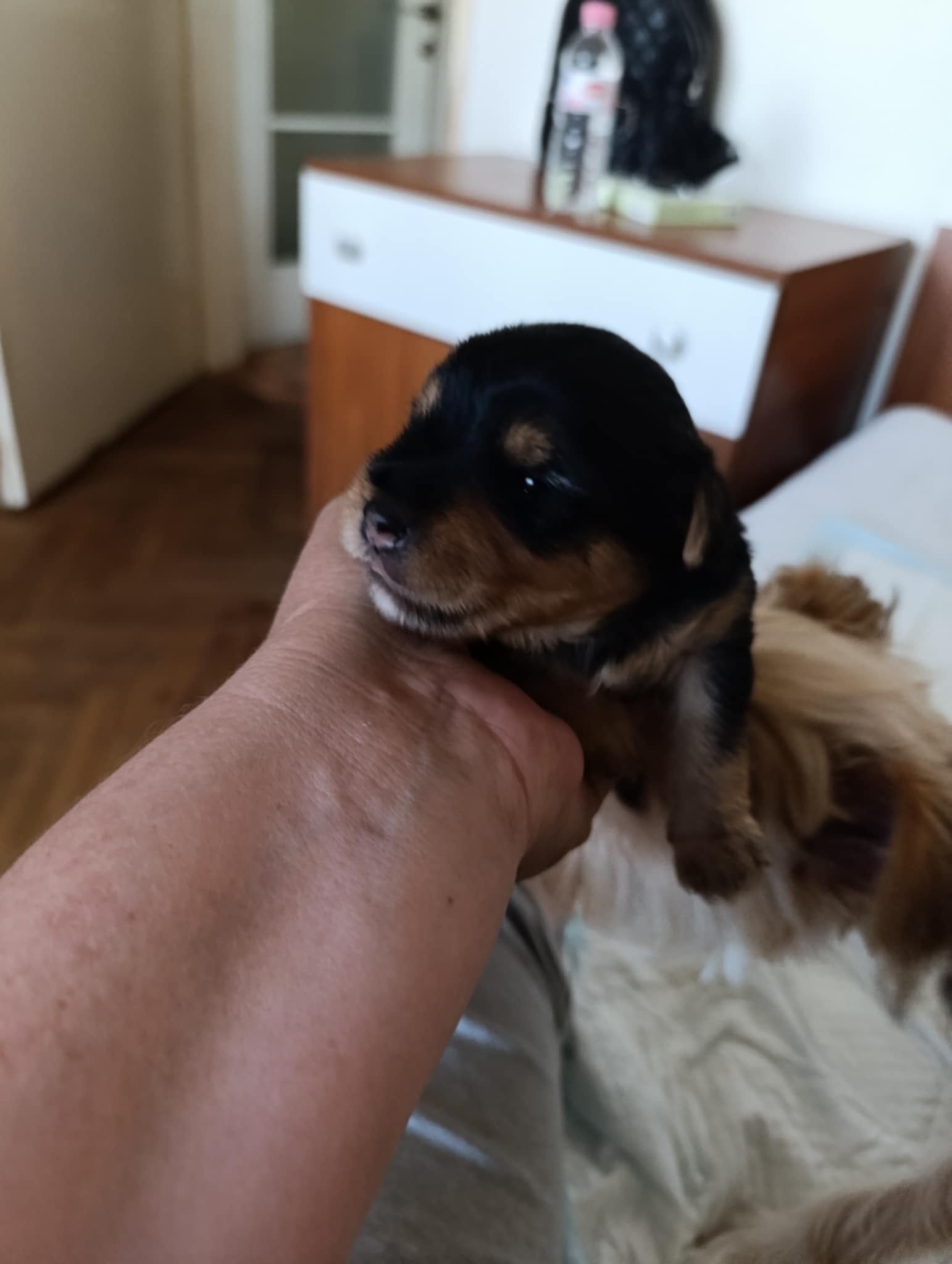 Йорки териер бебенца