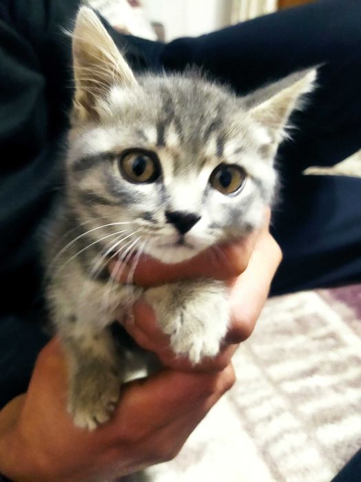 Котик в добрые руки