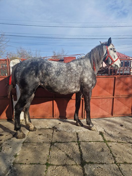 Cal castrat 4 ani orice probă