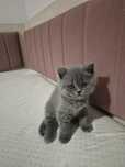 Vand pui british shorthair