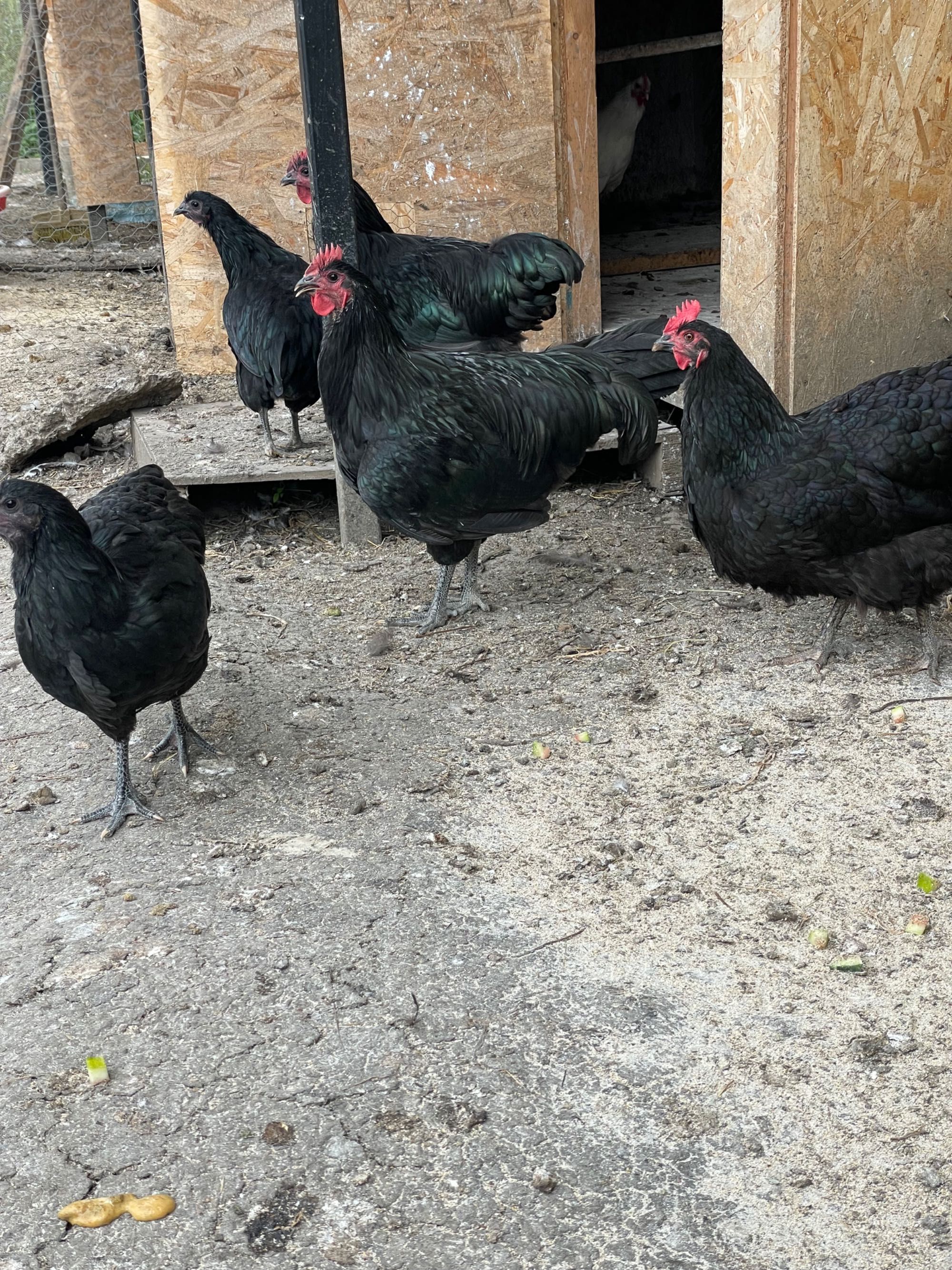 Cocosi Australorp negri si unul alb, 6 luni