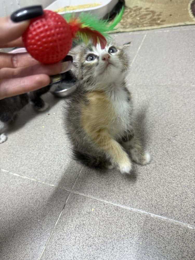 Котята, 2,5 месяца