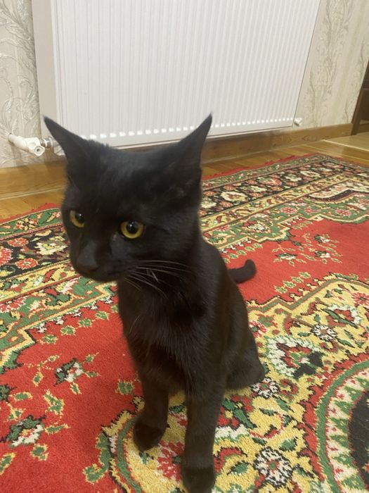 Кому пушистый, послушный кот нужен)? Kimga mushuk kere?

Тел: 99 989 2