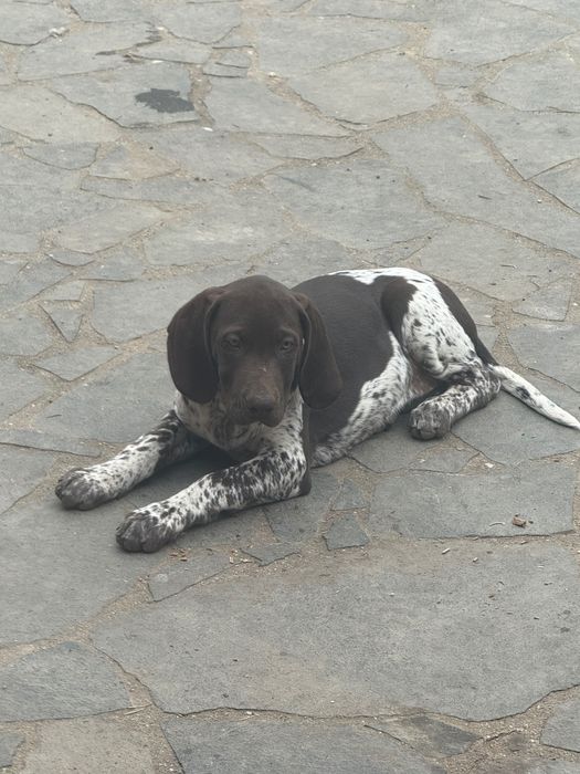 Femela Brac German cu par neted