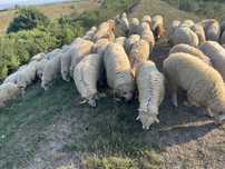 Vănd  70  de  oi