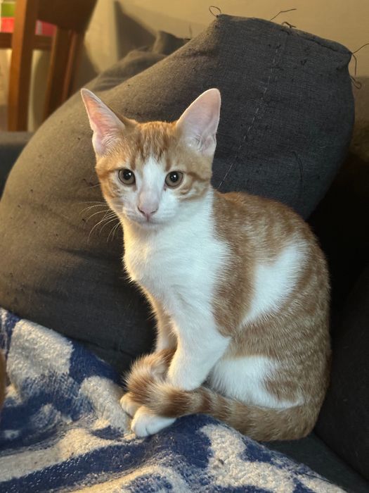 Котета родени на 01.07 си търсят дом!