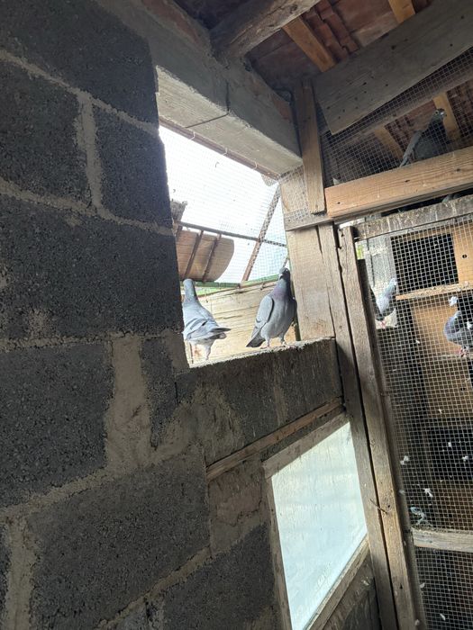 Vand porumbei sau schimb cu gaini