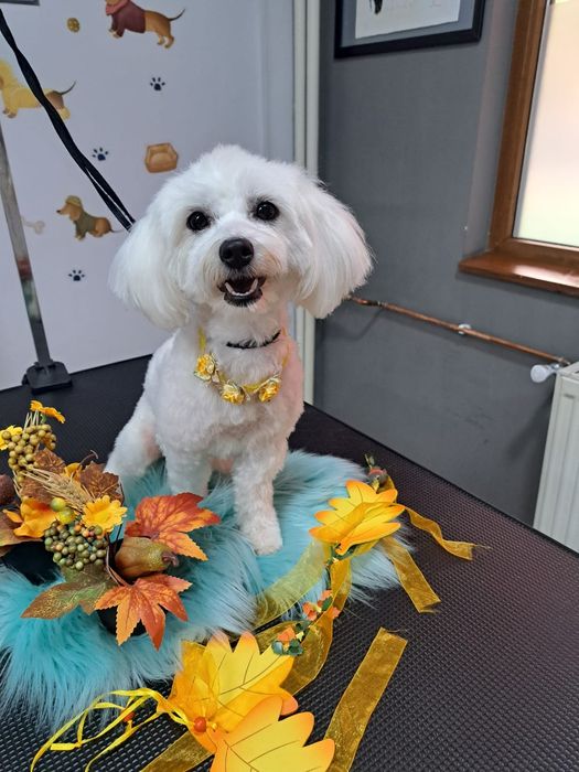 Frizerie coafura canina