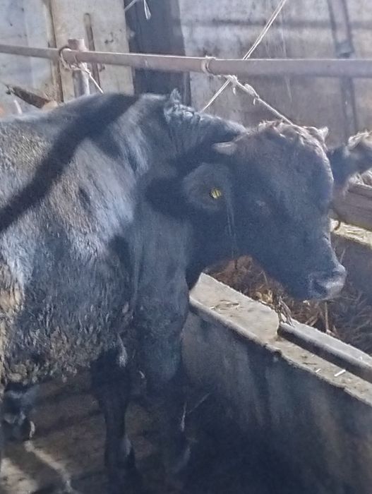 Сельхозживотное быки