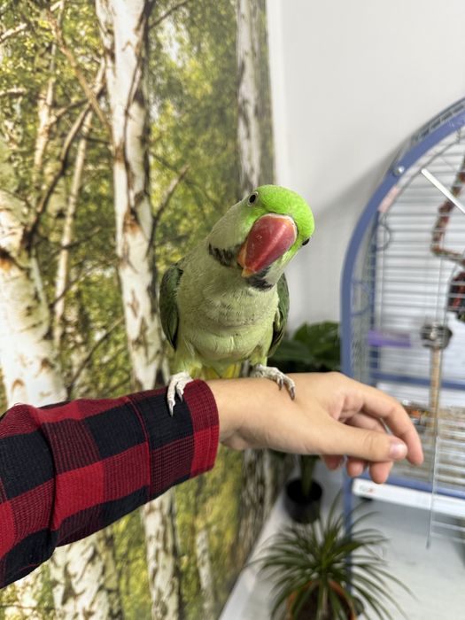 Papagal Marele Alexander