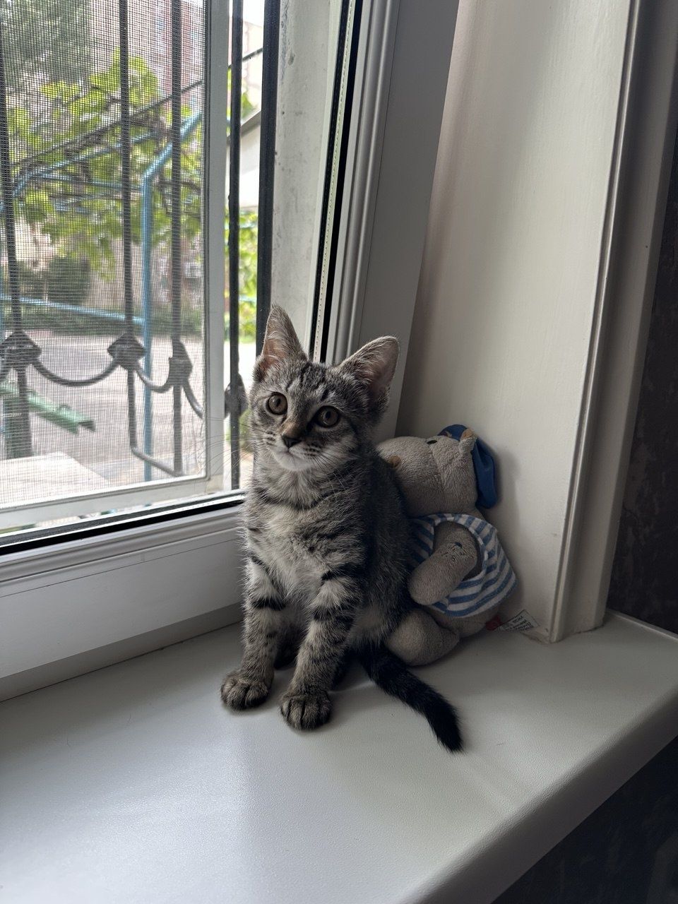Пристраивается котёнок в любящую семью !