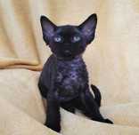 Devon rex pui disponibili