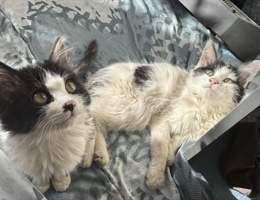 2 ta mushuk пародали