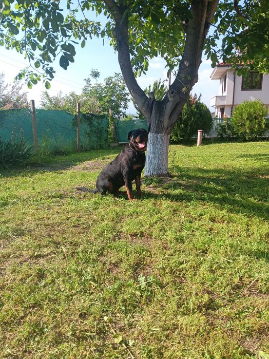 Елитен женски ротвайлер