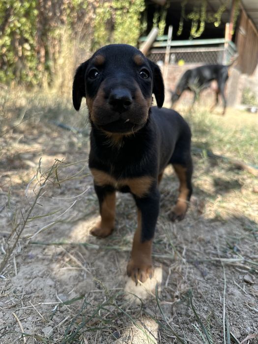 Продаются щенки добермана