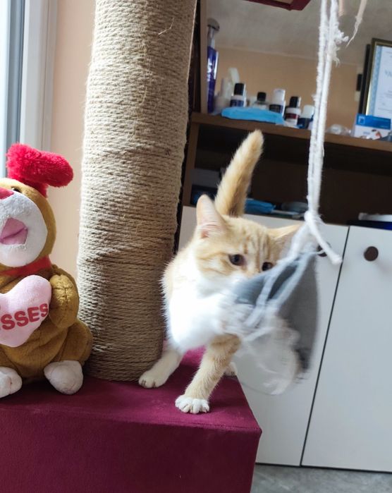 Гледане на домашни любимци (Хотел за животни)