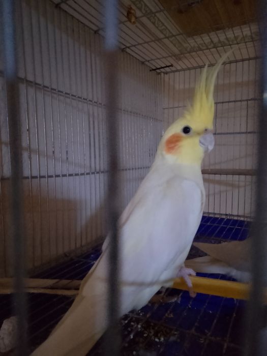 Карелла пара 25000 тг