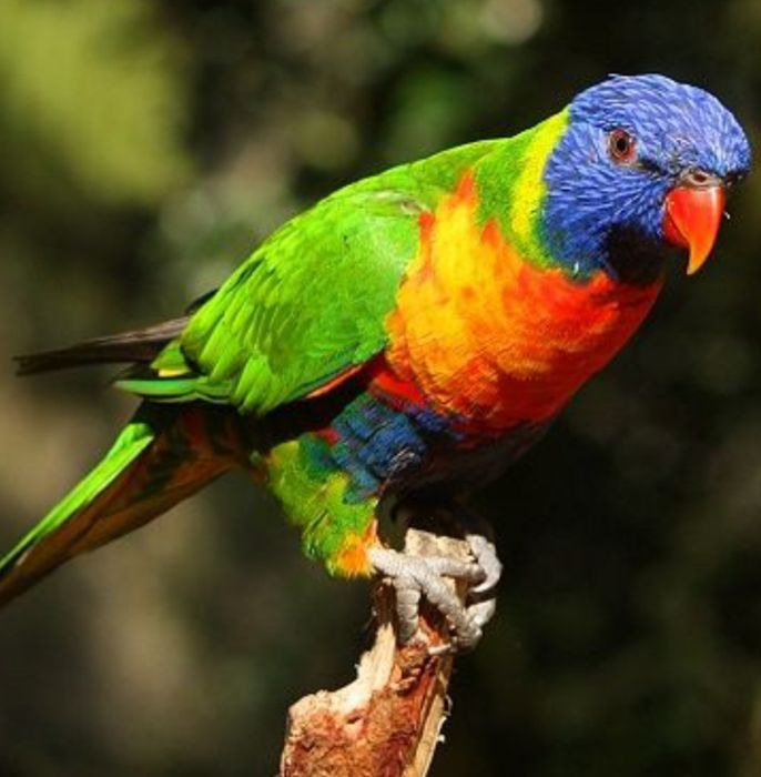 Коледна промоция на папагали