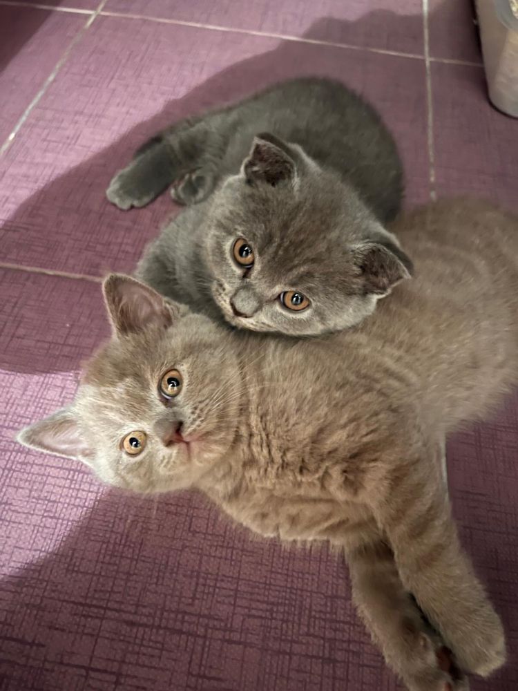 puiuti scottish fold/straight si british