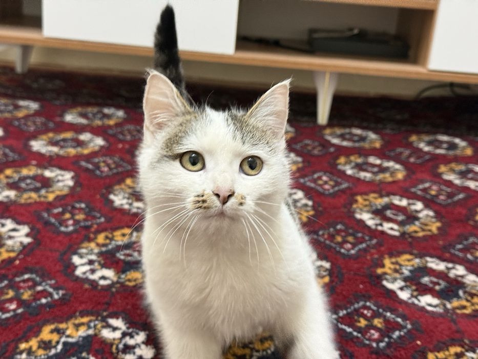 Mushuk tekinga beriladi