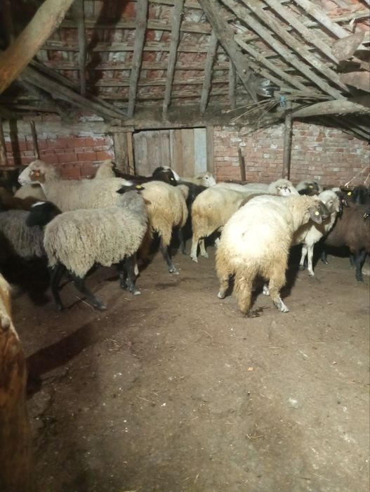 Заплодени овце (вкл. Романовски овце)