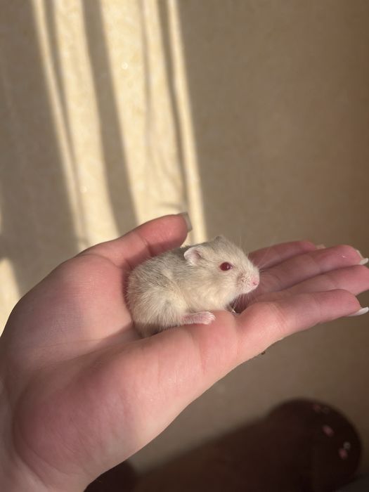 Продам хомячков