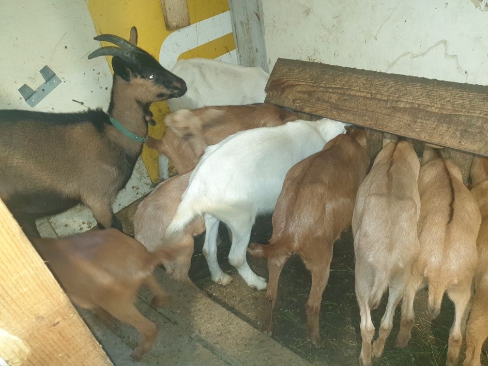 Vând țap metis saanen cu murciano