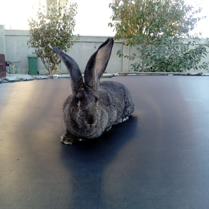 Vând iepuriță din rasa belgian