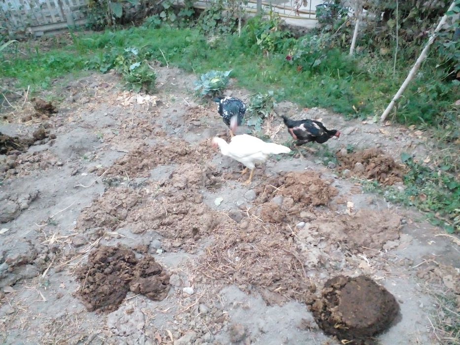 1та шамо хуроз 2та мокиен сотилади