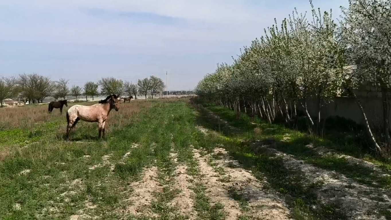 Хусусий молхона сотилади, ер майдони 1,39 га, кадастр ҳужжатлари бор.