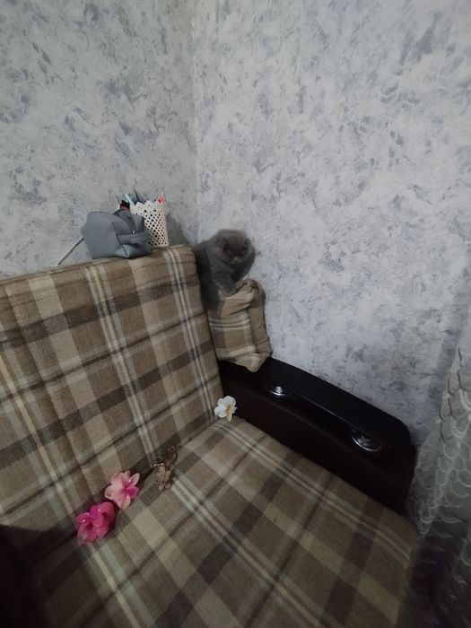 Продается котёнок скоттиш фолд хайленд девочка