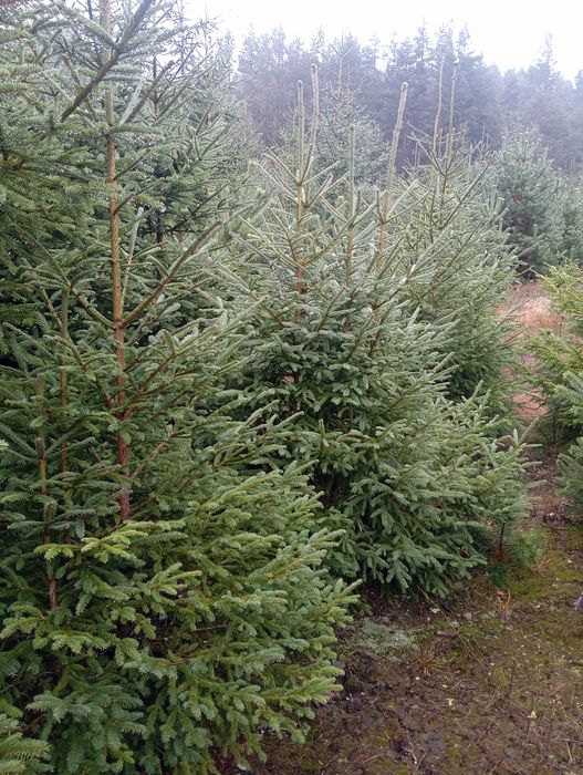 Живи Коледни ЕЛХИ