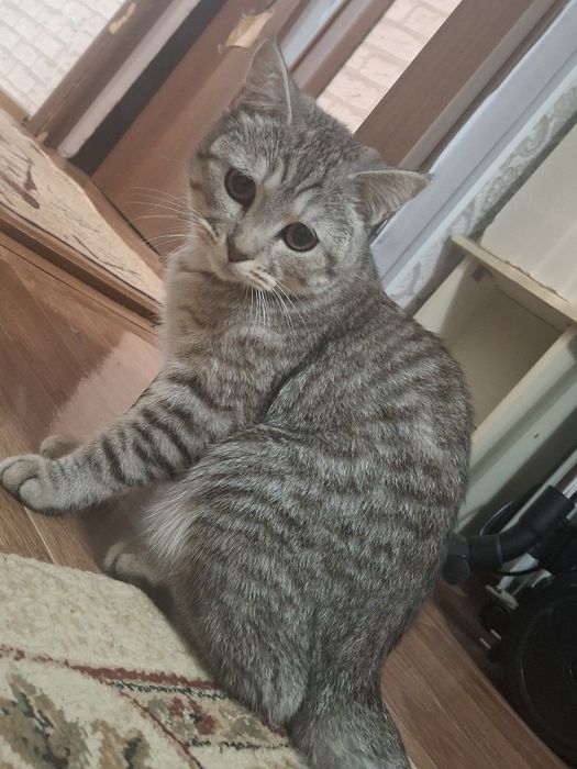 шотландская мысык сатылады