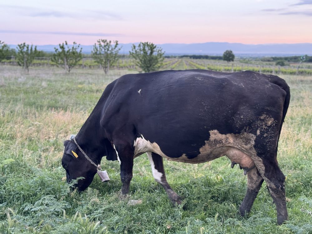 Продавам 20 крави, юници и мъжки телета