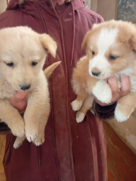 В самые добрые ручки