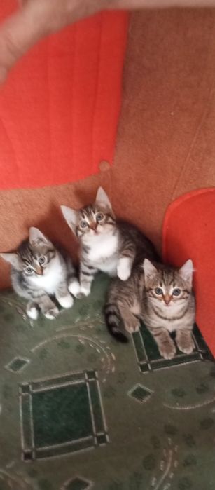 Отдам котят возраст 1 месяц
