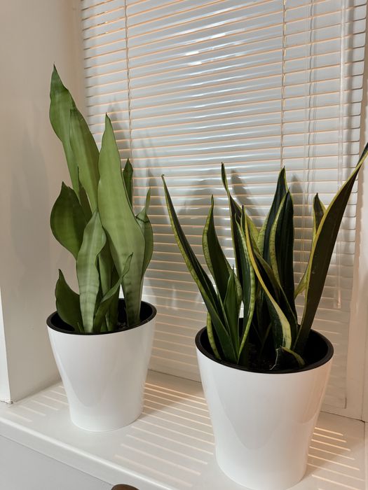 Сансиеверия два вида