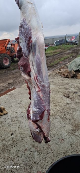 Свободни мъжки телета юници и ялови крави