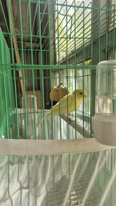 Продаются канарейки