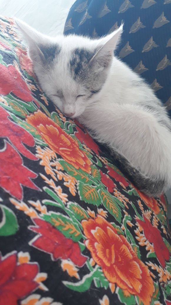 Котенок девочка 4месяца, домашний, наш адрес Сайрам центр