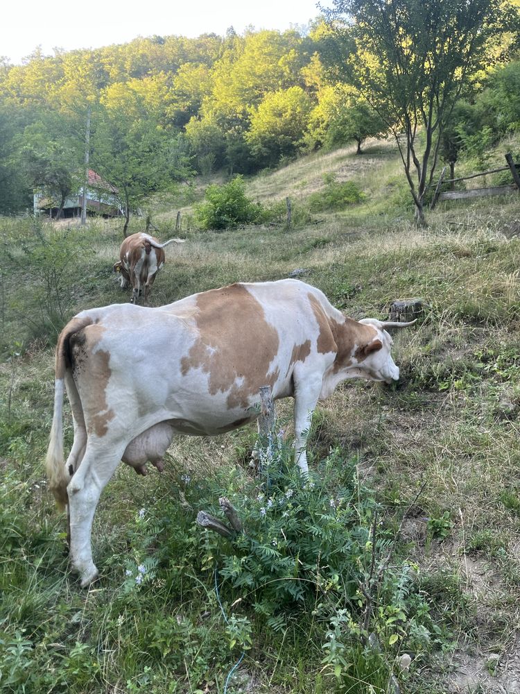 Vand 2 vaci bălțate romanesti