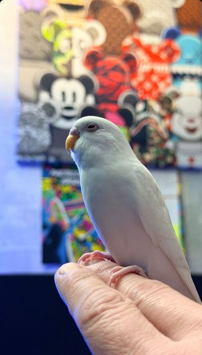 Продам  попугайчиков возраст 2месяца,хорошенькие резвые